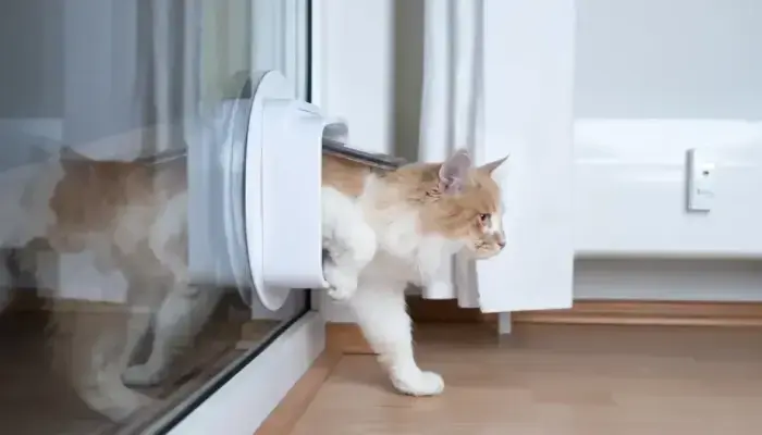 cat flap